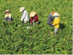Phú Yên chuyển đổi đất lúa sang cây trồng cạn để tránh hạn