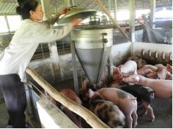 Ảnh hưởng lâu dài của thức ăn axit hóa tới ruột của lợn