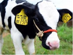 Bụi từ các trại chăn nuôi bò sữa không có khả năng gây nguy hiểm cho cộng đồng sinh sống gần đó