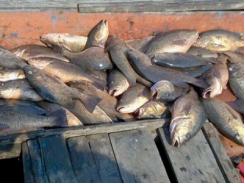 Cấm chế biến hải sản không an toàn ở 4 tỉnh miền Trung