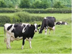 Nghiên cứu lai tạo giống gia súc có khả năng kháng lại bệnh do ký sinh trùng đe dọa tính mạng của gia súc - Phần 2 (Phần cuối)