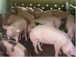 Nghiên cứu nguồn prôtêin dễ tiêu hóa cho lợn con sau cai sữa