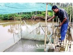 Làm giàu từ nuôi ếch Thái Lan ở Hải Ninh (Nam Định)