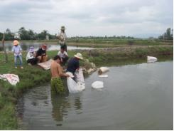 Trung tâm khuyến nông Bình Định thực hiện 6 mô hình nuôi tôm đa dạng hóa