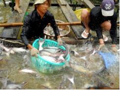 Sản lượng giảm đẩy giá cá tra tăng