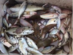 Thủy, hải sản chết xem xét miễn, giảm lãi vay cho ngư dân bị thiệt hại