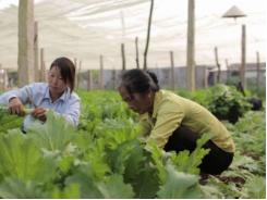 Trồng rau sạch, nông dân Mộc Châu thu 500 triệu đồng/ha/năm