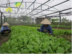 Doanh nghiệp và nông dân hợp tác trồng rau theo chuẩn ISO
