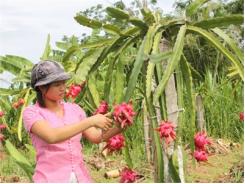 Trái cây Thái tràn thị trường Việt kiến nghị tăng tần suất kiểm tra