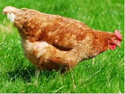Tụ huyết trùng - bệnh truyền nhiễm nguy hiểm ở gà