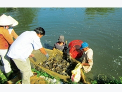 Quảng Nam: Nuôi cá rô đầu vuông kết hợp cá trê vàng