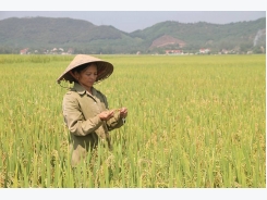 Cục Trồng trọt: Lúa Thiên Ưu bị lép do nhiễm bệnh đạo ôn cổ bông