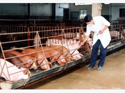 Giải pháp phòng ngừa bệnh lở mồm long móng trong kiểm dịch gia súc