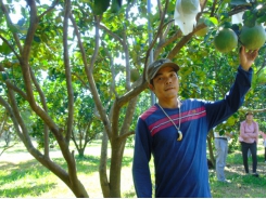 Thâm canh cây ăn quả theo VietGAP, thu 300 - 700 triệu đồng/ha