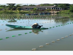 Tín hiệu mừng từ mô hình thí điểm nuôi trai nước ngọt lấy ngọc tại Thành phố Hà Tĩnh