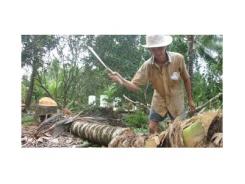 Nông Dân Bến Tre Ồ Ạt Chặt Dừa