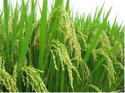 Lựa Chọn 4 Giống Lúa Phát Triển Lúa Gạo Hàng Hóa Chất Lượng Cao