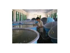 Sản xuất giống cua xanh hướng đi ổn định cho nghề nuôi thủy sản