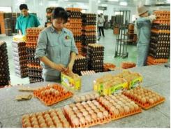Trứng gà Omega 3 một nông sản Bắc Ninh tiêu biểu