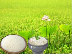 Giá lúa gạo tại Sóc Trăng ngày 06-06-2016