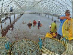 Phát triển bền vững nghề nuôi tôm ở đồng bằng sông Cửu Long