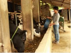 Tiếp vốn giúp nhà nông nuôi bò sữa