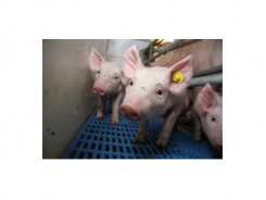 Chăn nuôi lợn mà không cần dùng kháng sinh làm thế nào để làm được điều đó?