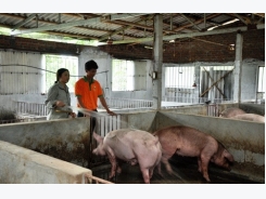 “Chìa khóa” mở thị trường lợn vào Trung Quốc và các nước là gì?