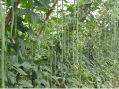 Kỹ thuật trồng đậu đũa an toàn