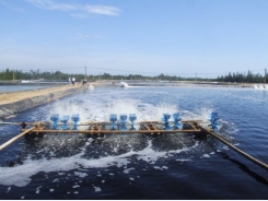 Tầm quan trọng của an toàn sinh học và khử trùng trong nuôi trồng thủy sản (Phần 3)
