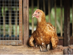 Kinh nghiệm hạn chế tình trạng stress nhiệt cho gà trong mùa nóng