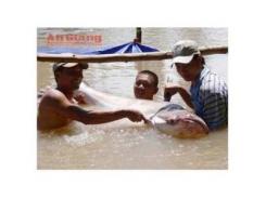 Thêm Một Con Cá Tra Dầu “Khủng” Dính Lưới Trên Sông Hậu
