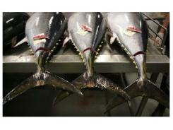 Nhập khẩu cá ngừ nguyên liệu vào Thái Lan giảm mạnh