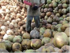 Giá dừa khô giảm gần 25.000 đồng/chục