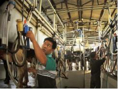 Nhân rộng mô hình nuôi bò sữa công nghệ Israel