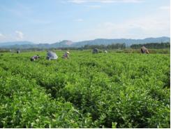 Dồn đổi ruộng đất mang lại hiệu quả thiết thực cho nông dân ở Tam Nông