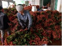 Trung Quốc đang làm khó vải thiều Việt Nam