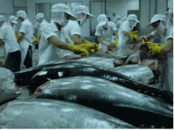 Xuất khẩu cá ngừ Việt Nam những dấu hiệu khả quan