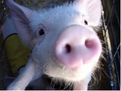 Bệnh viêm dạ dày - ruột truyền nhiễm ở lợn