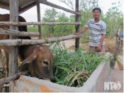 Mô hình nuôi bò thương phẩm tam nông ở thôn Nhị Hà 2