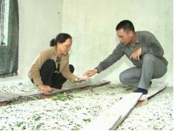 Áp dụng kỹ thuật mới trong nghề trồng dâu nuôi tằm