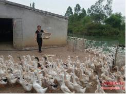Nghệ An có trên 200 hộ dân ở nghi lộc cam kết không sử dụng chất cấm trong chăn nuôi