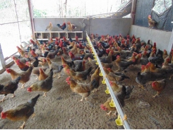 Chăn nuôi gà lông màu thả vườn gắn với tiêu thụ sản phẩm tại Bắc Giang