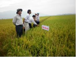 Sản xuất lúa chất lượng cao ở Tánh Linh hướng đến cánh đồng mẫu lớn