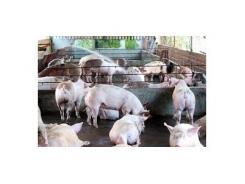 Xử lý nghiêm việc sử dụng chất cấm trong chăn nuôi heo 