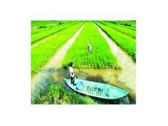 Huyện U Minh (Cà Mau) triển khai mô hình cánh đồng lớn luân canh lúa – tôm