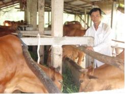 Trở thành tỷ phú nhờ chăn nuôi bò sinh sản