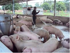 Bình Thuận chú trọng phòng chống dịch bệnh trên gia súc, gia cầm