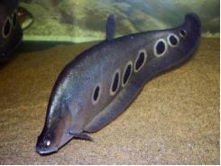 Kỹ thuật nuôi cá thát lát - Notopterus