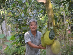 Lão nông kiên trì với cây mít Thái siêu sớm, thu 2 tỷ đồng/năm